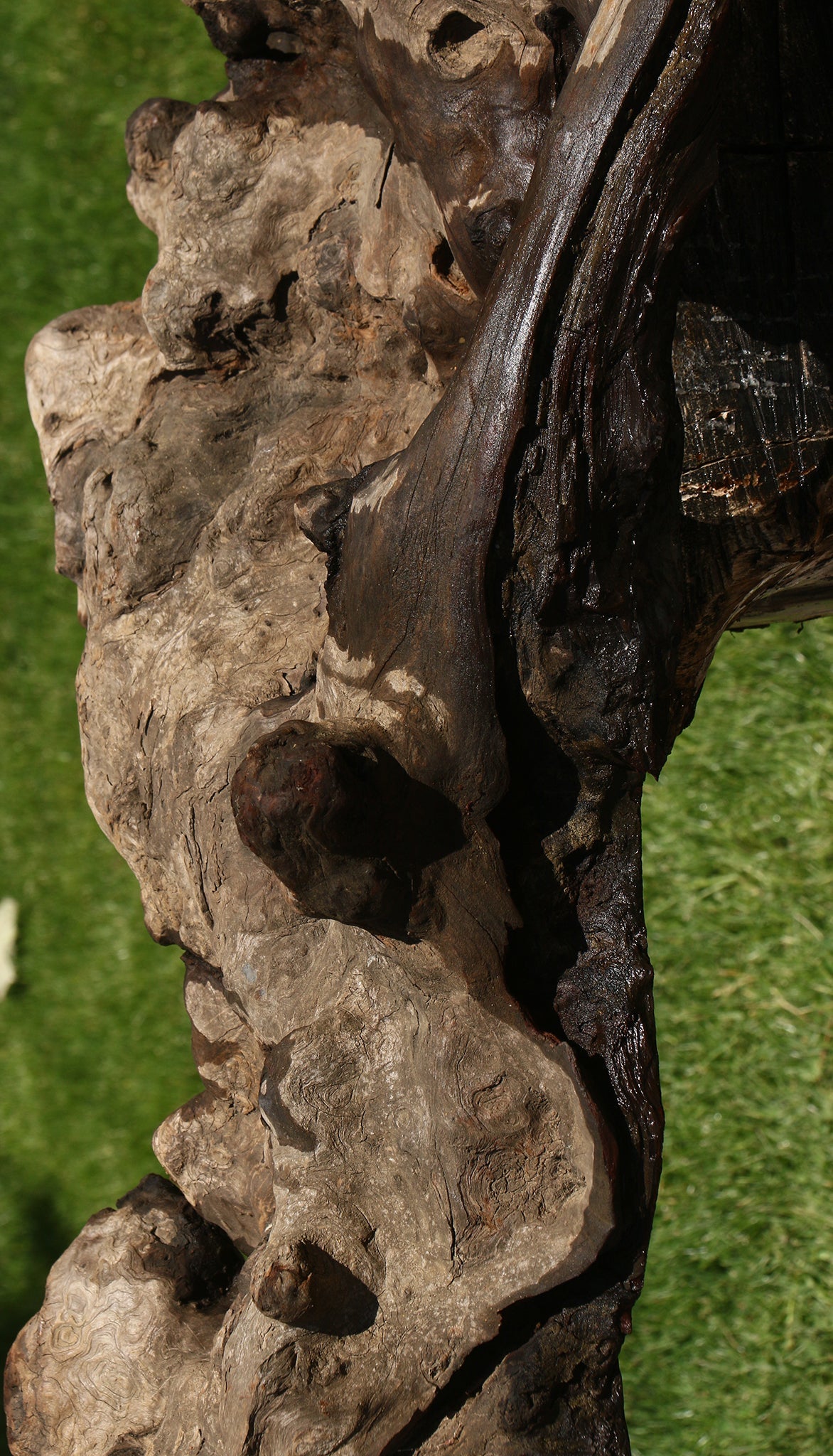 Camphor Burl Live Edge Slab  (Free Shipping Excluded)