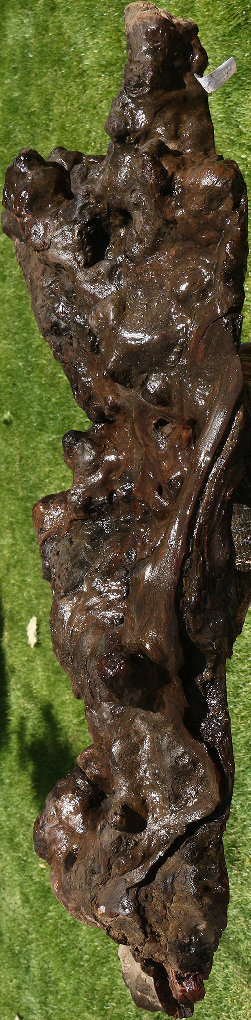 Camphor Burl Live Edge Slab  (Free Shipping Excluded)