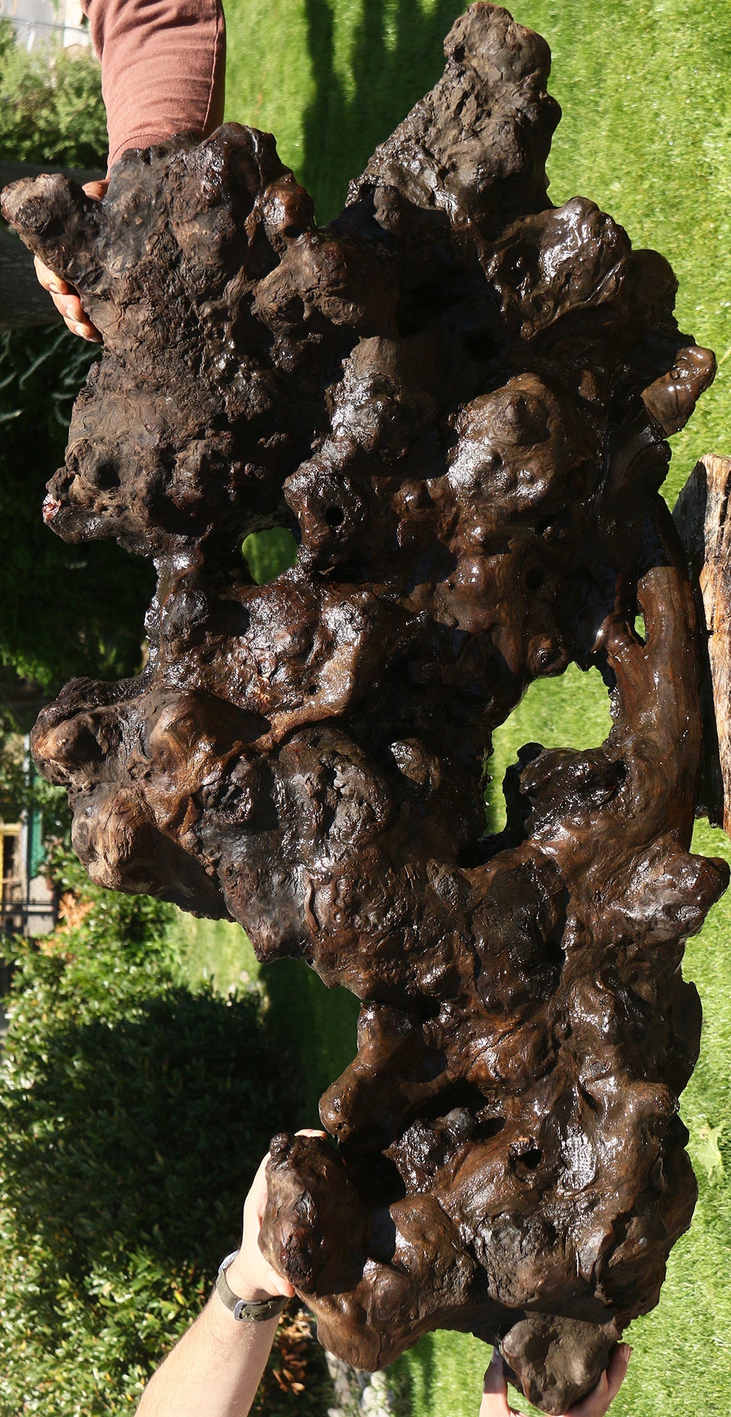 Camphor Burl Live Edge Slab  (Free Shipping Excluded)