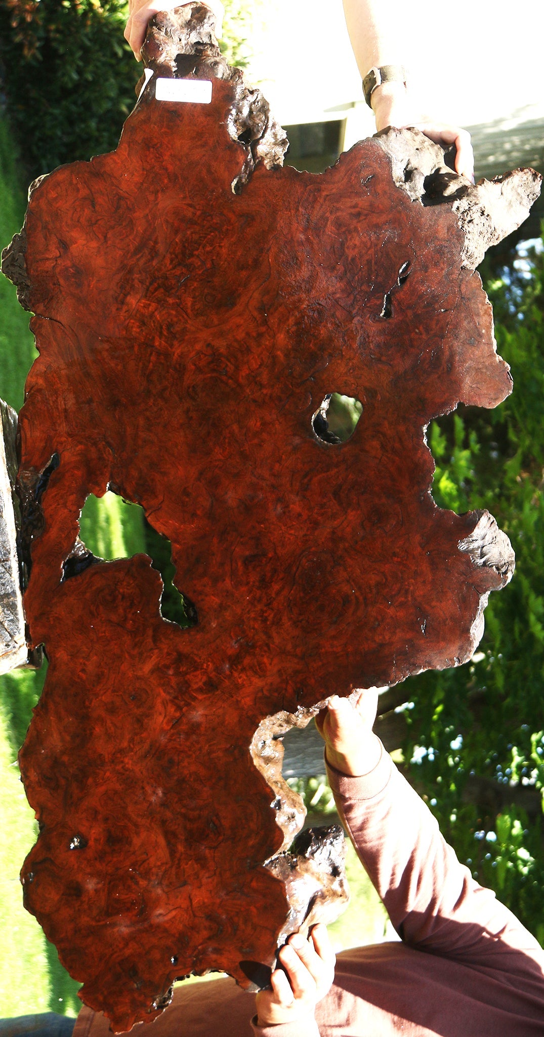 Camphor Burl Live Edge Slab  (Free Shipping Excluded)
