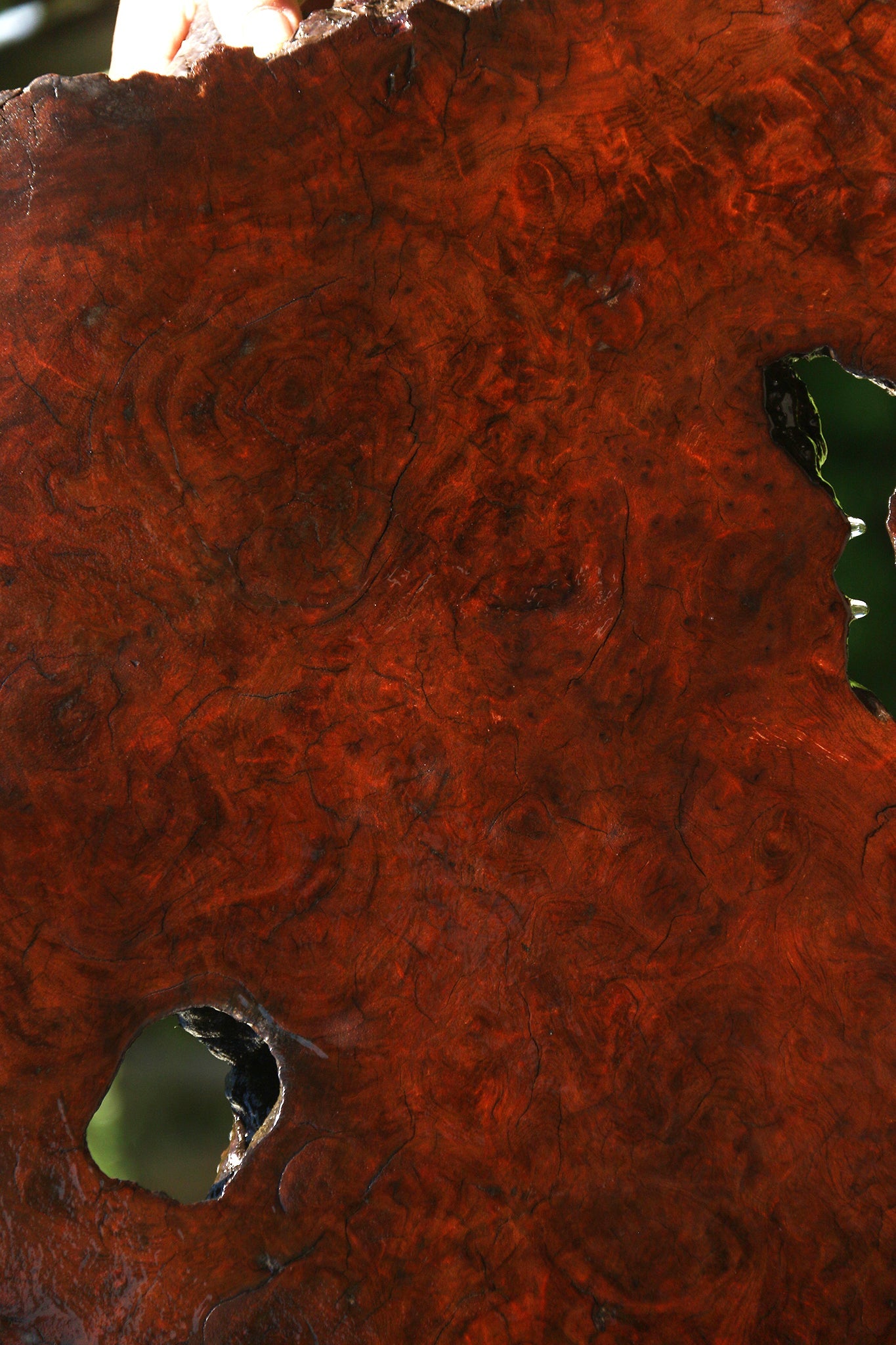 Camphor Burl Live Edge Slab  (Free Shipping Excluded)