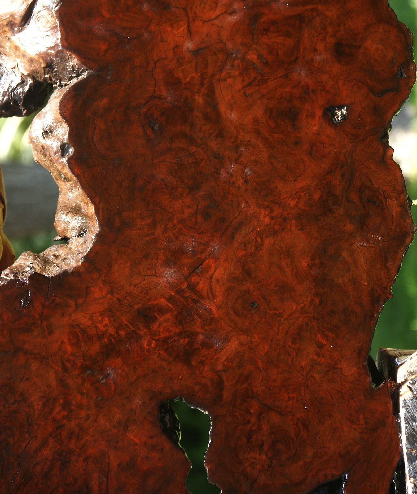 Camphor Burl Live Edge Slab  (Free Shipping Excluded)