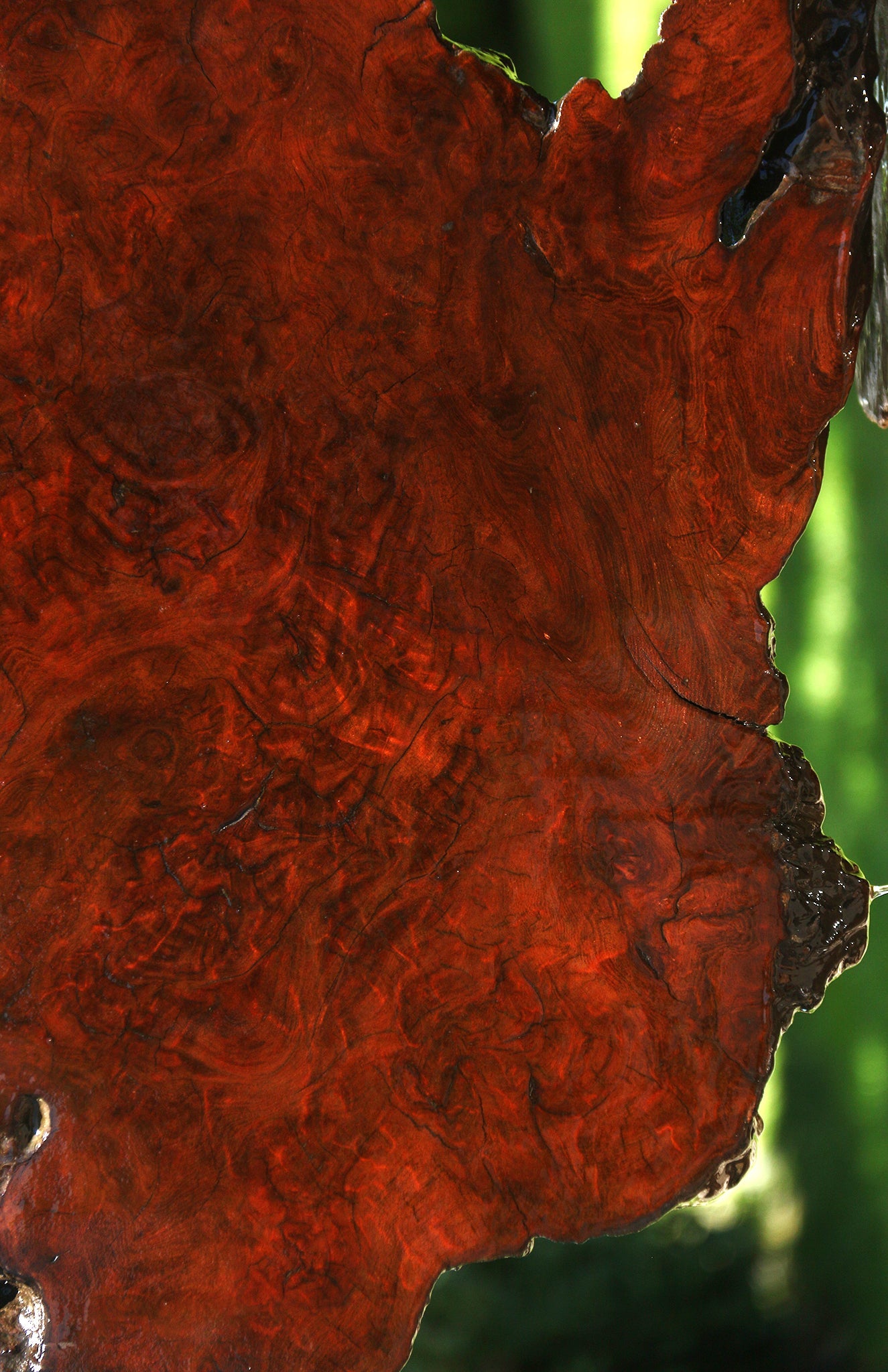 Camphor Burl Live Edge Slab  (Free Shipping Excluded)
