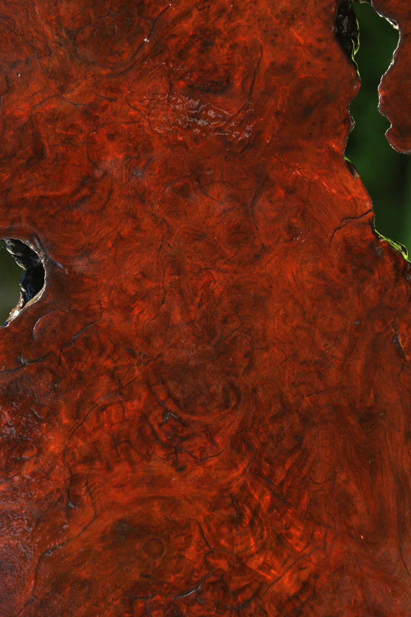 Camphor Burl Live Edge Slab  (Free Shipping Excluded)
