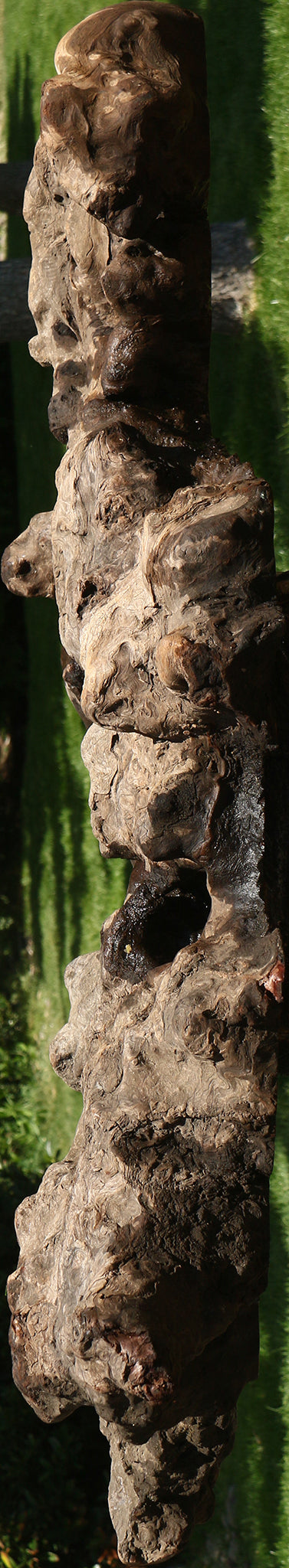 Camphor Burl Live Edge Slab  (Free Shipping Excluded)