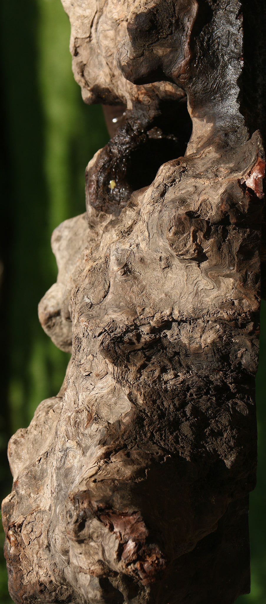 Camphor Burl Live Edge Slab  (Free Shipping Excluded)