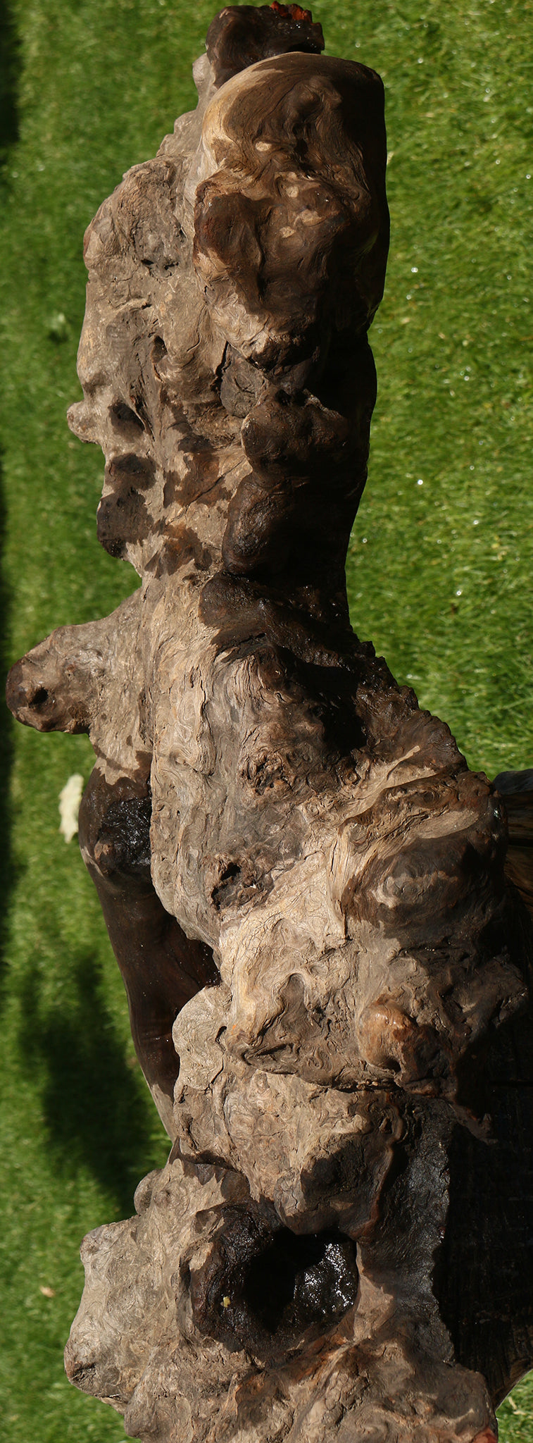 Camphor Burl Live Edge Slab  (Free Shipping Excluded)