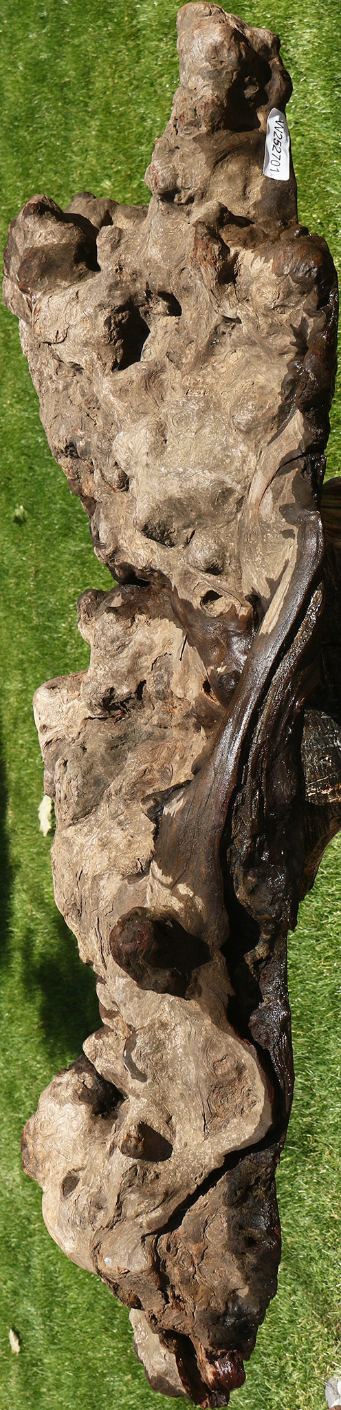 Camphor Burl Live Edge Slab  (Free Shipping Excluded)