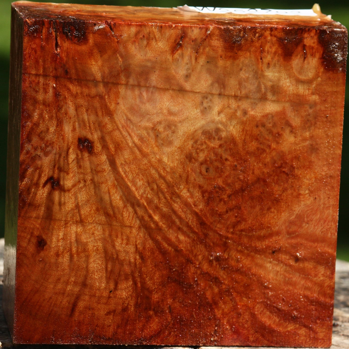 Camphor Burl Bowl Blank