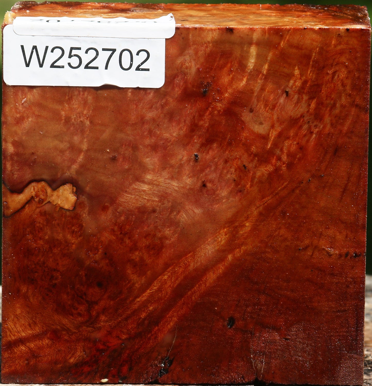 Camphor Burl Bowl Blank