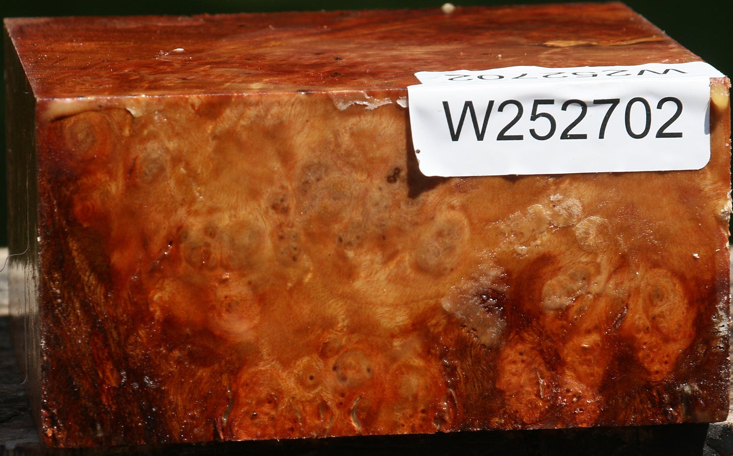 Camphor Burl Bowl Blank