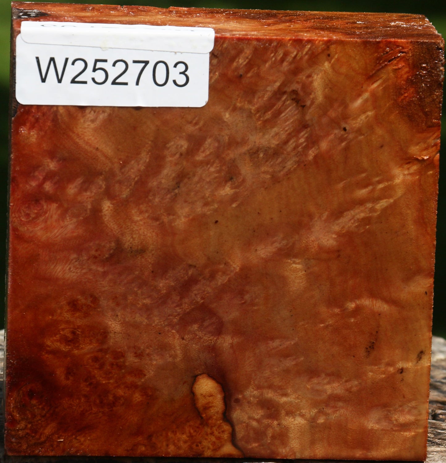 Camphor Burl Bowl Blank