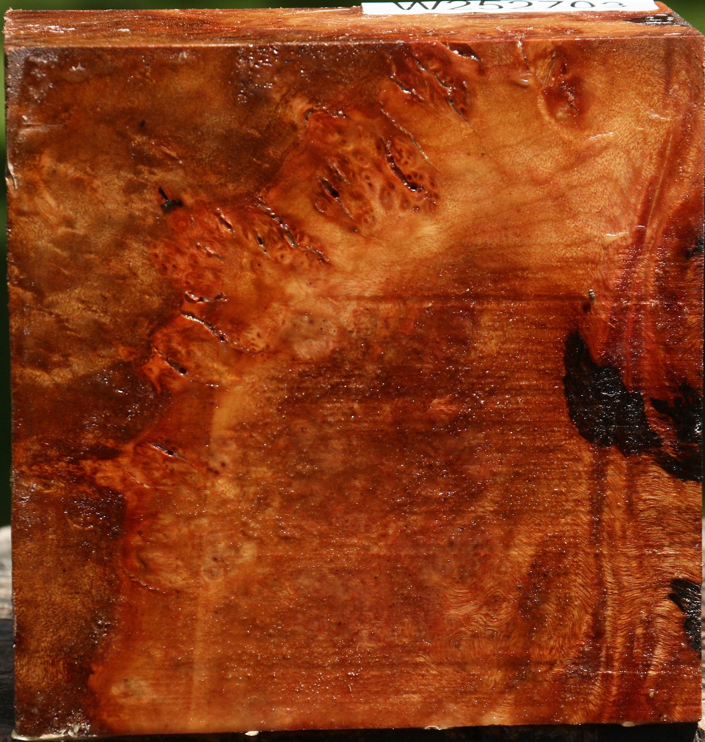 Camphor Burl Bowl Blank