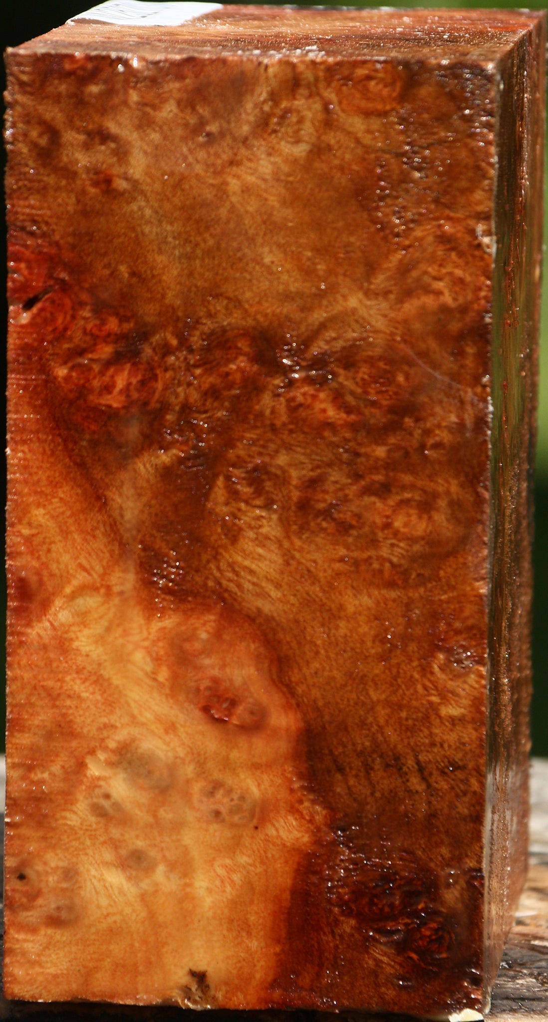 Camphor Burl Bowl Blank