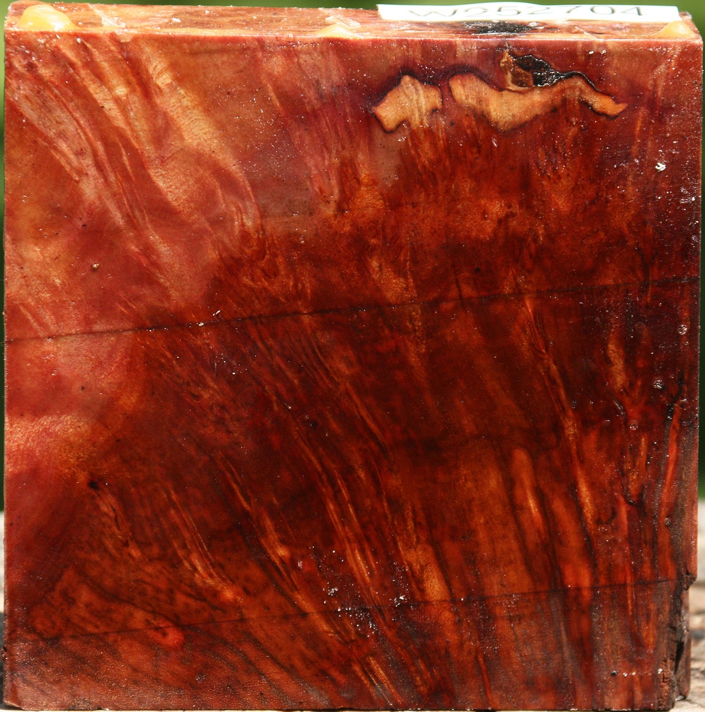 Camphor Burl Bowl Blank