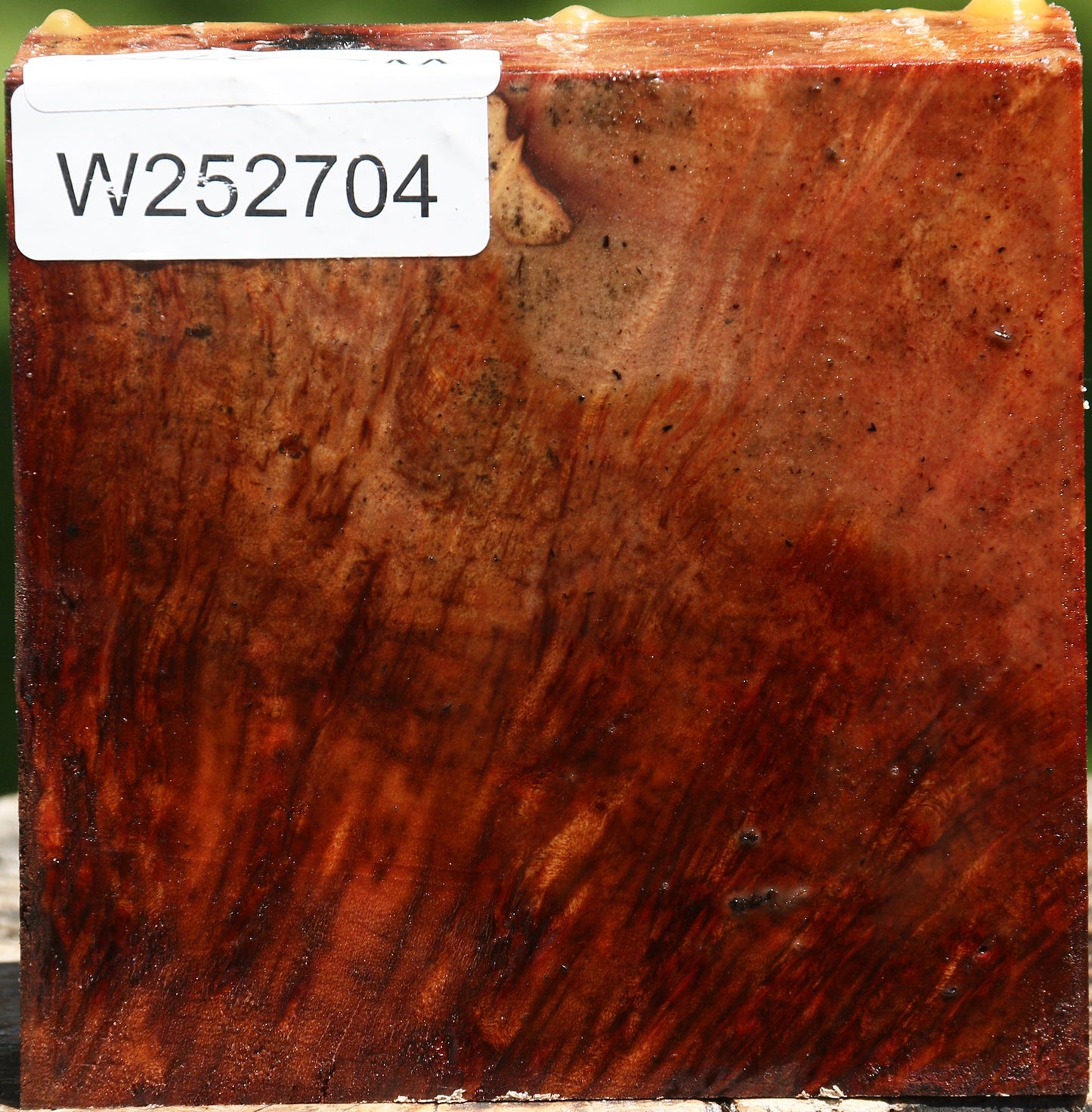 Camphor Burl Bowl Blank