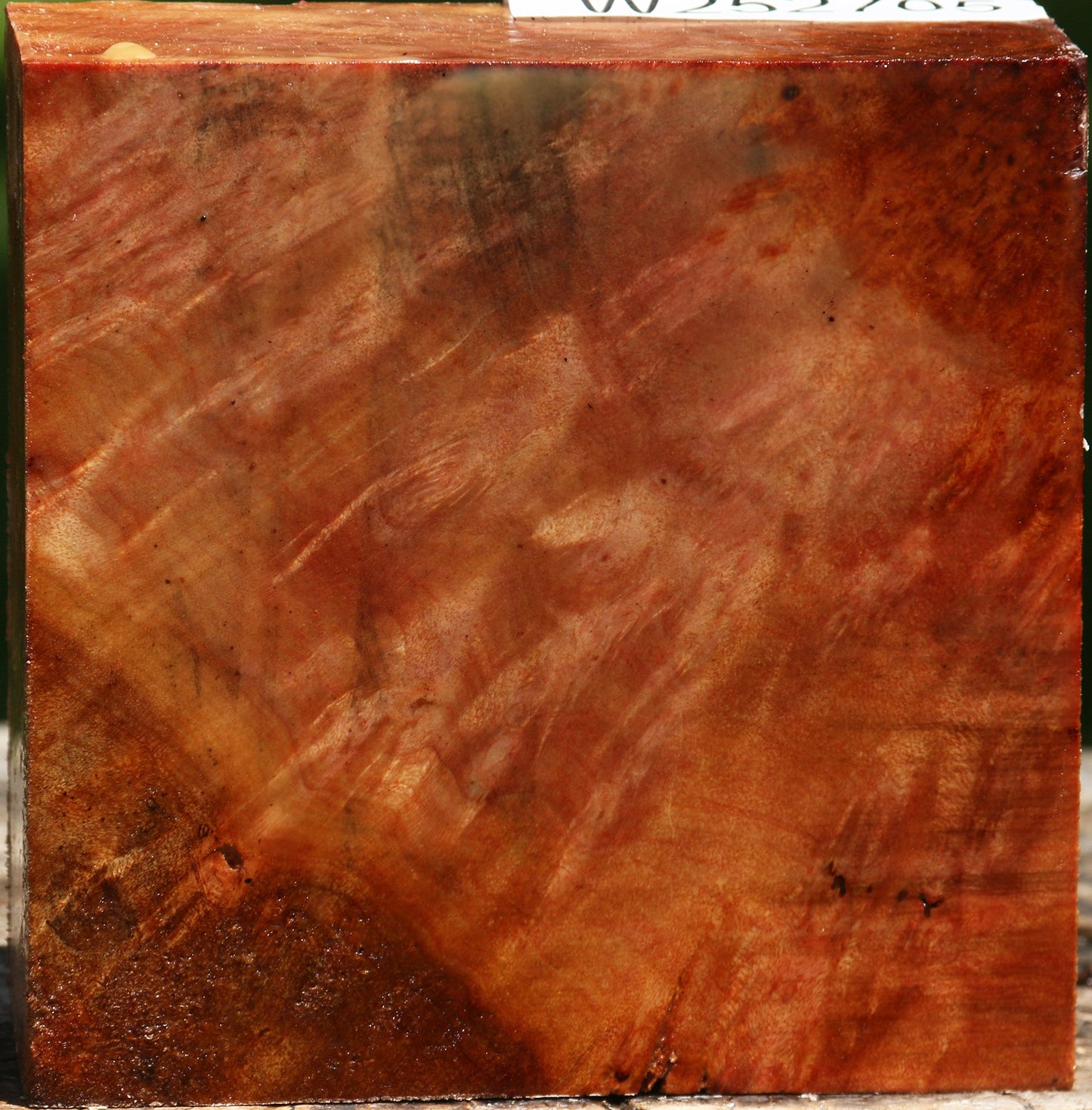 Camphor Burl Bowl Blank