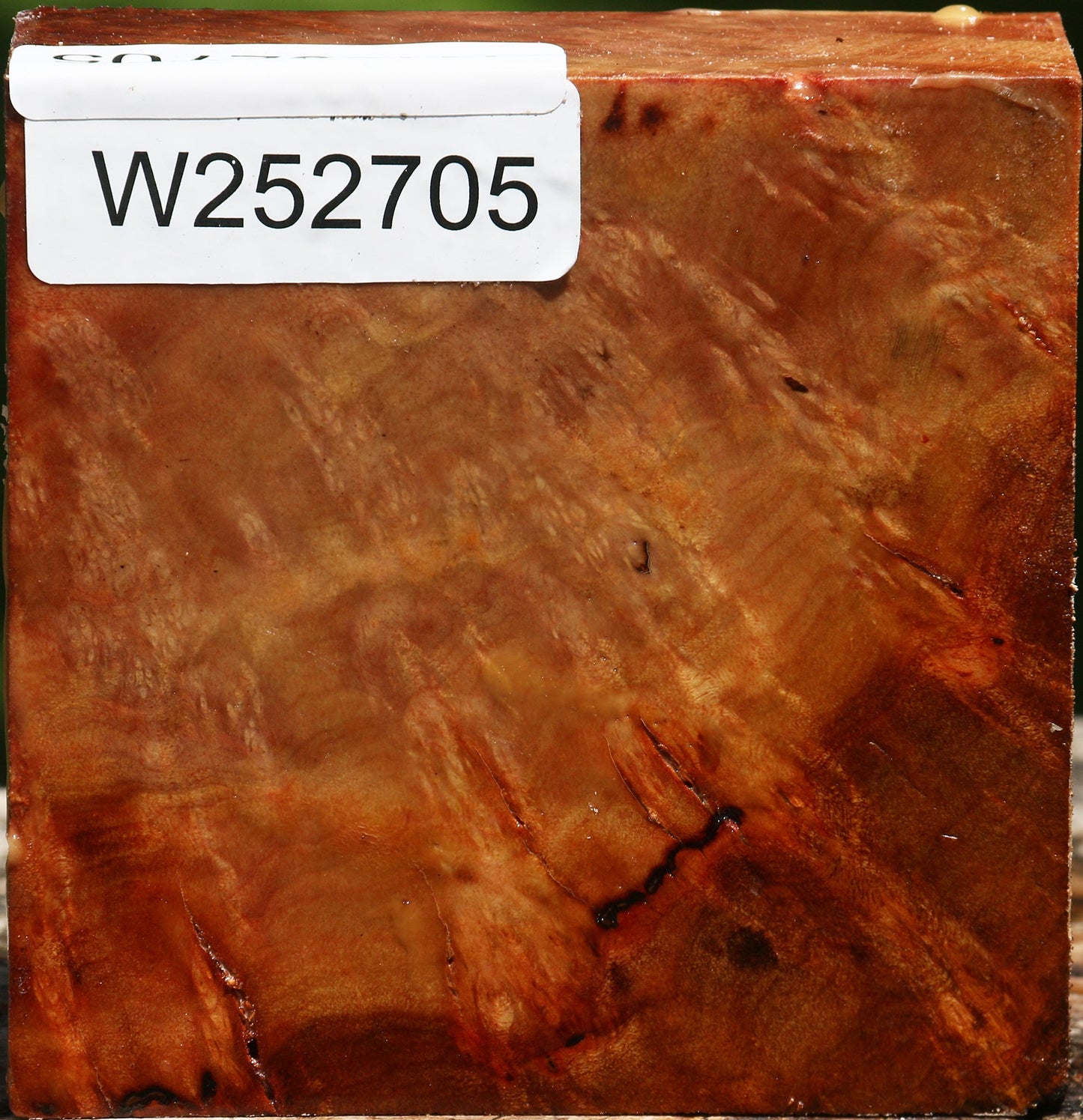 Camphor Burl Bowl Blank