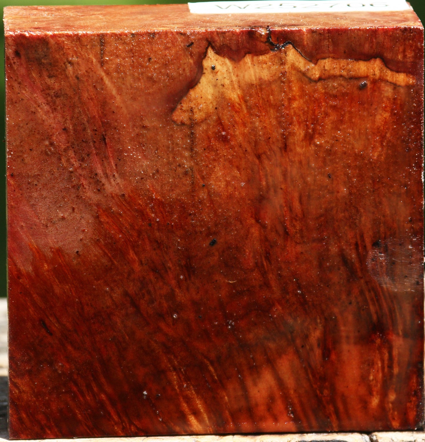 Camphor Burl Bowl Blank
