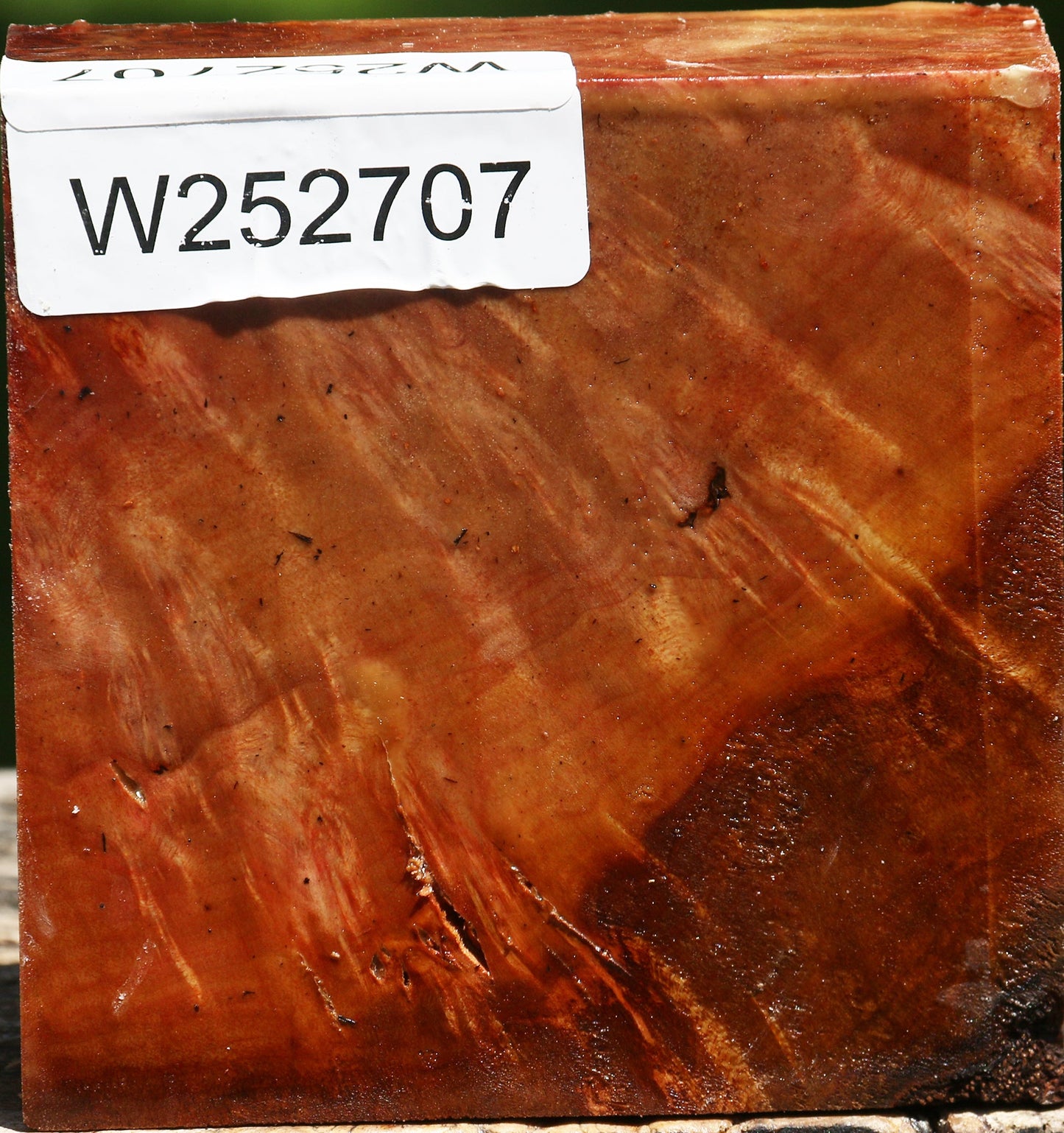 Camphor Burl Bowl Blank