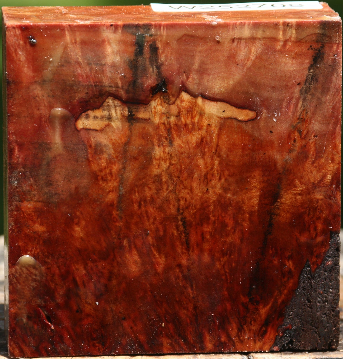 Camphor Burl Bowl Blank