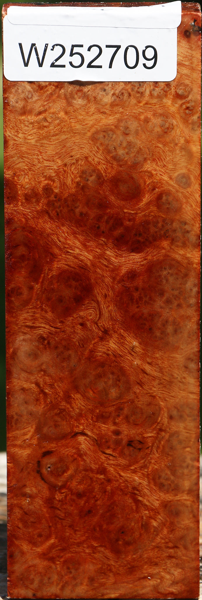 Rustic Camphor Burl Turning Blank