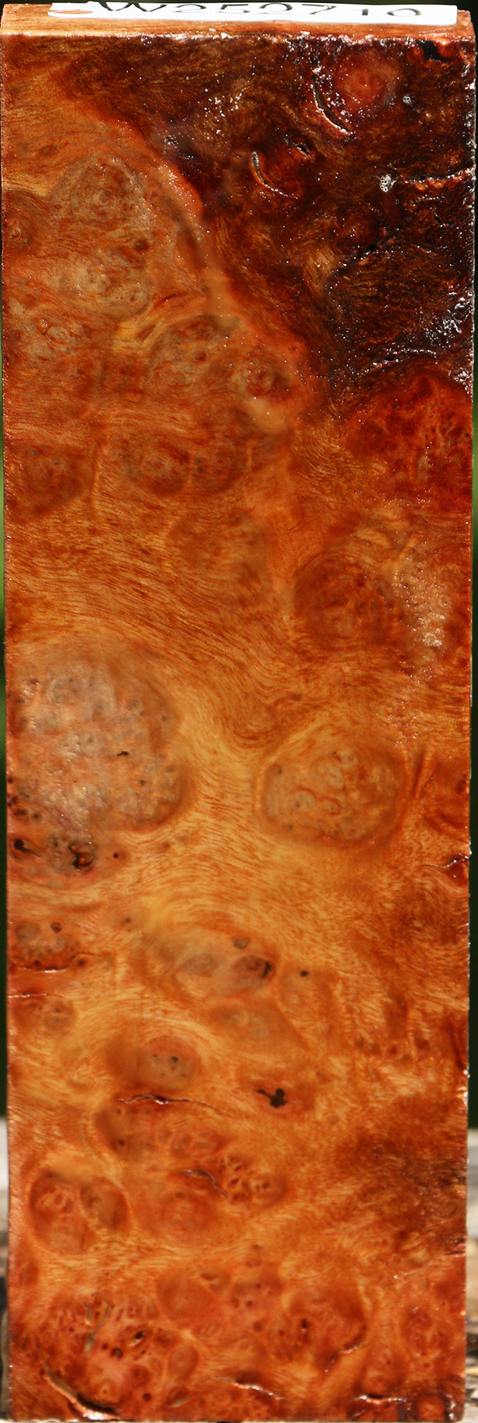 Camphor Burl Turning Blank