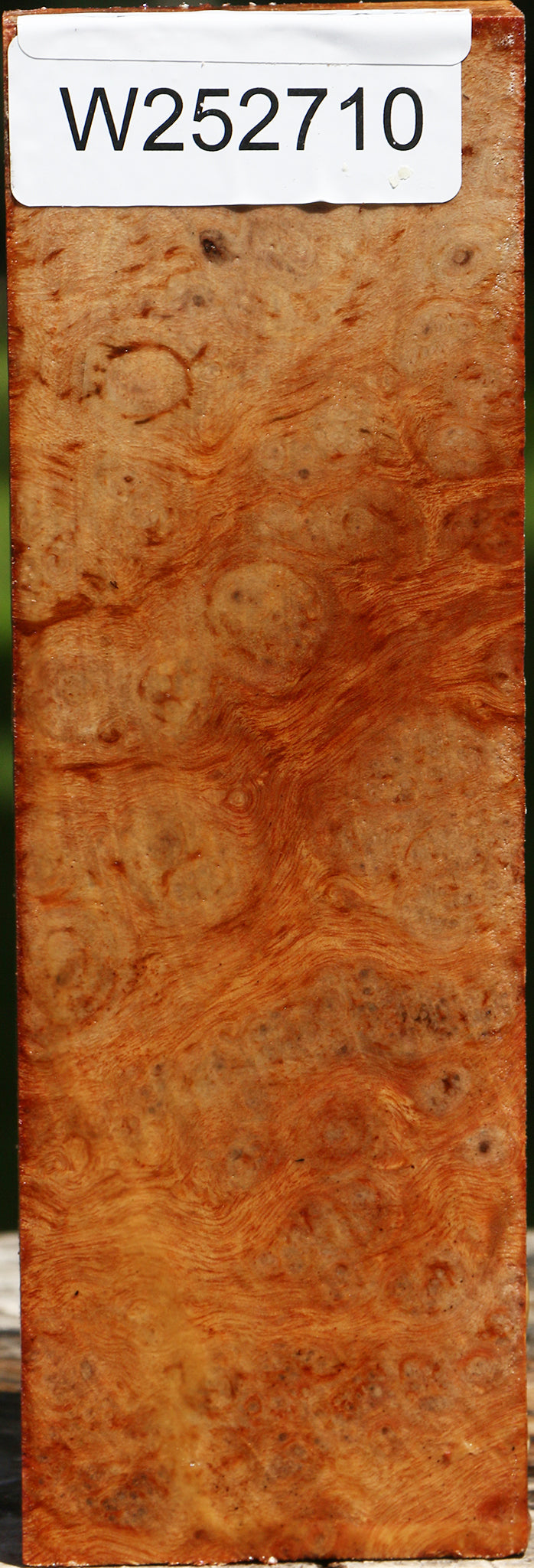 Camphor Burl Turning Blank