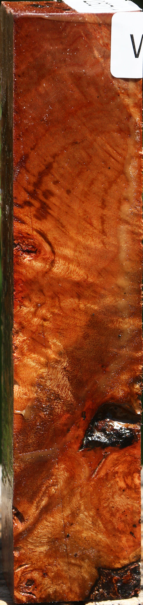 Camphor Burl Turning Square