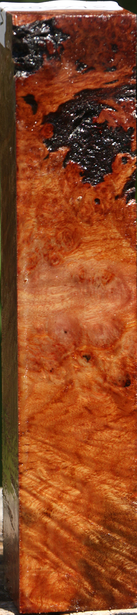 Camphor Burl Turning Square