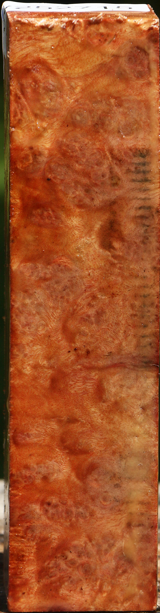Camphor Burl Turning Square