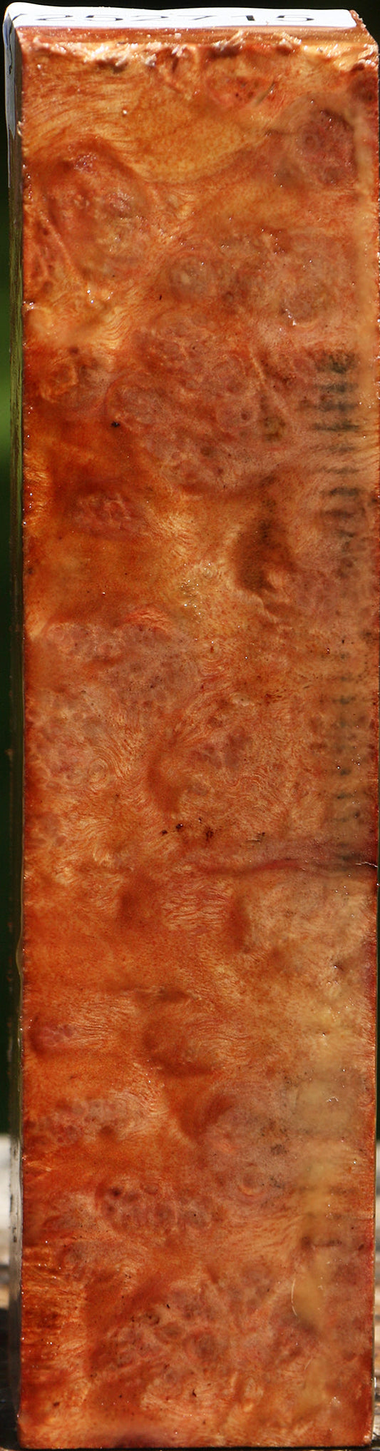 Camphor Burl Turning Square