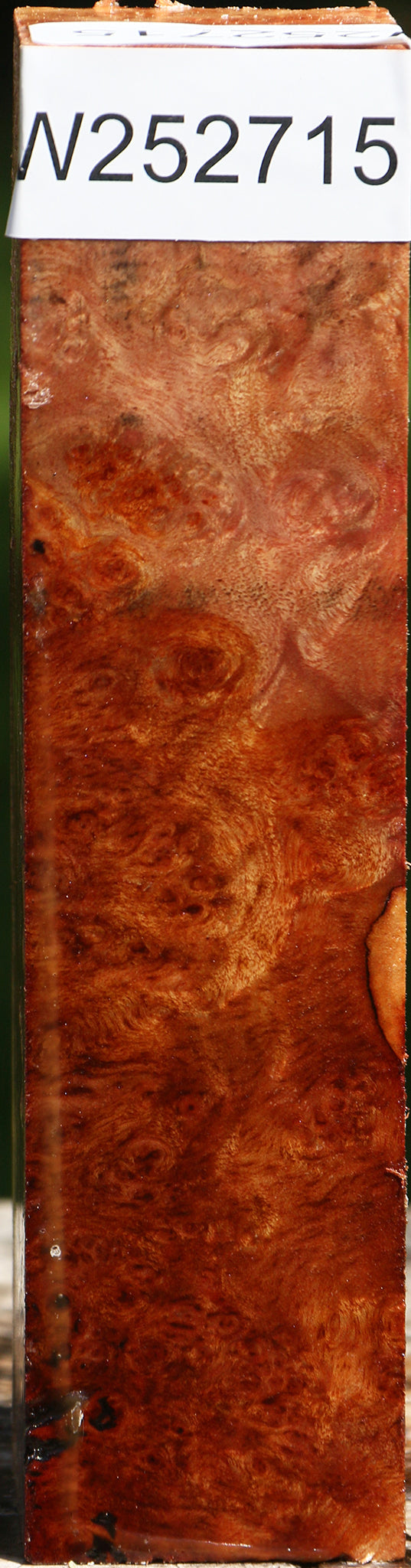 Camphor Burl Turning Square