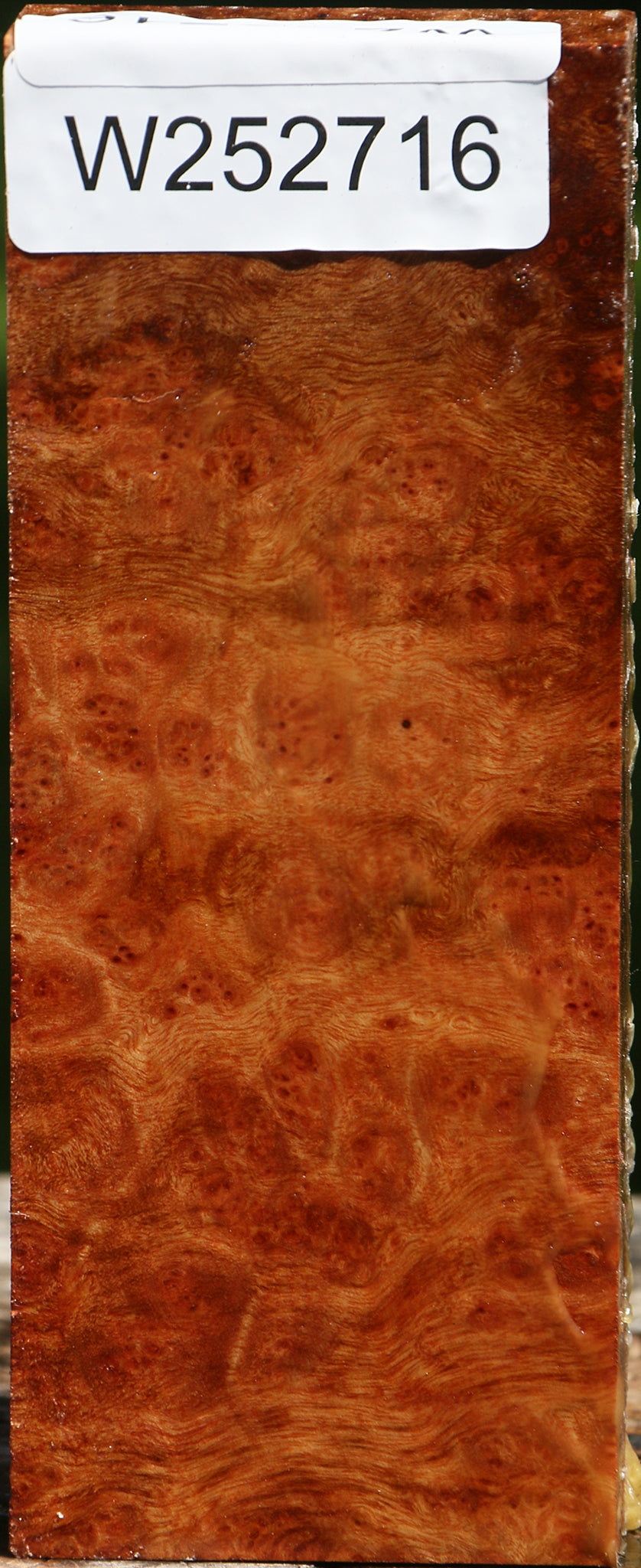 Camphor Burl Lumber