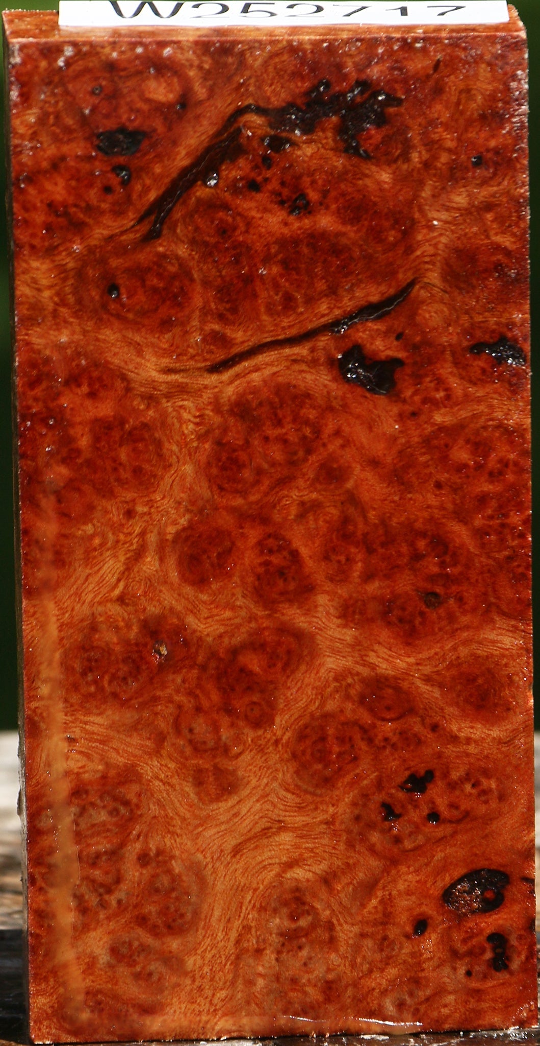 Camphor Burl Lumber