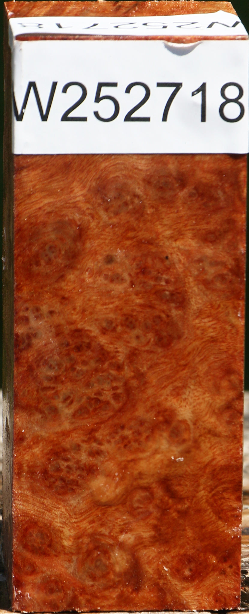 Camphor Burl Turning Square