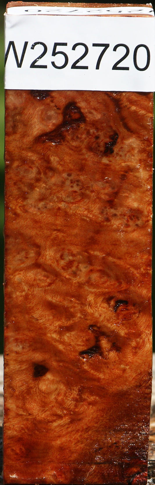 Camphor Burl Turning Square