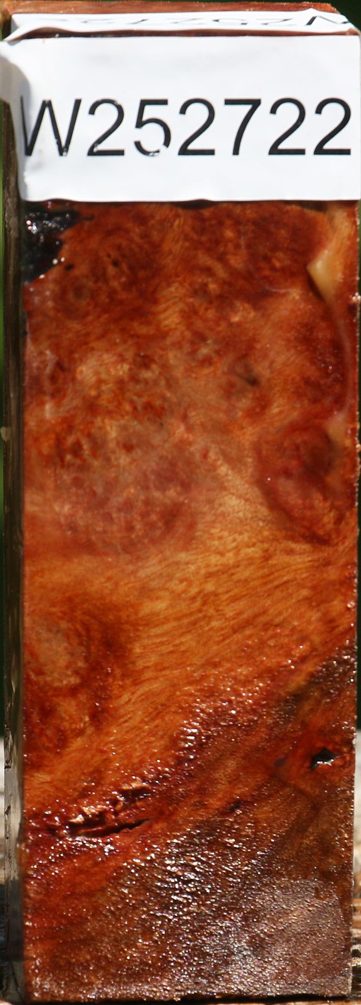 Camphor Burl Turning Square