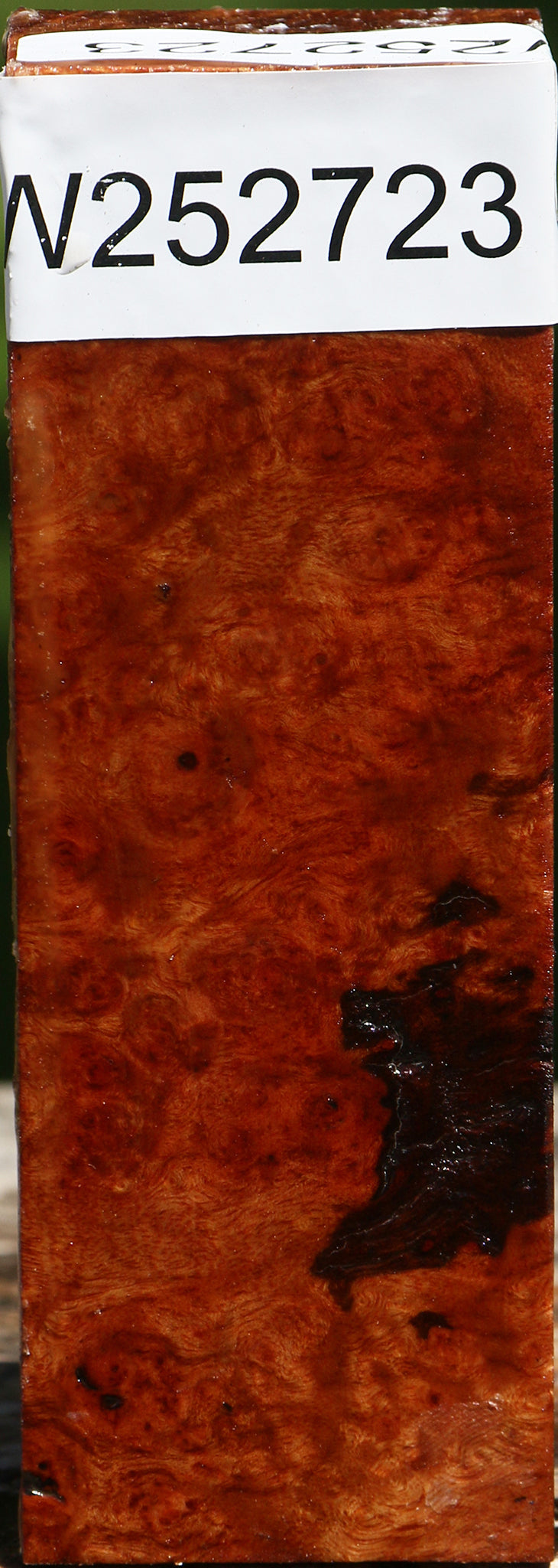 Camphor Burl Turning Blank