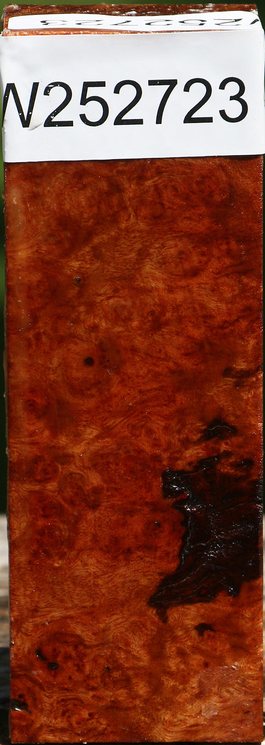 Camphor Burl Turning Blank