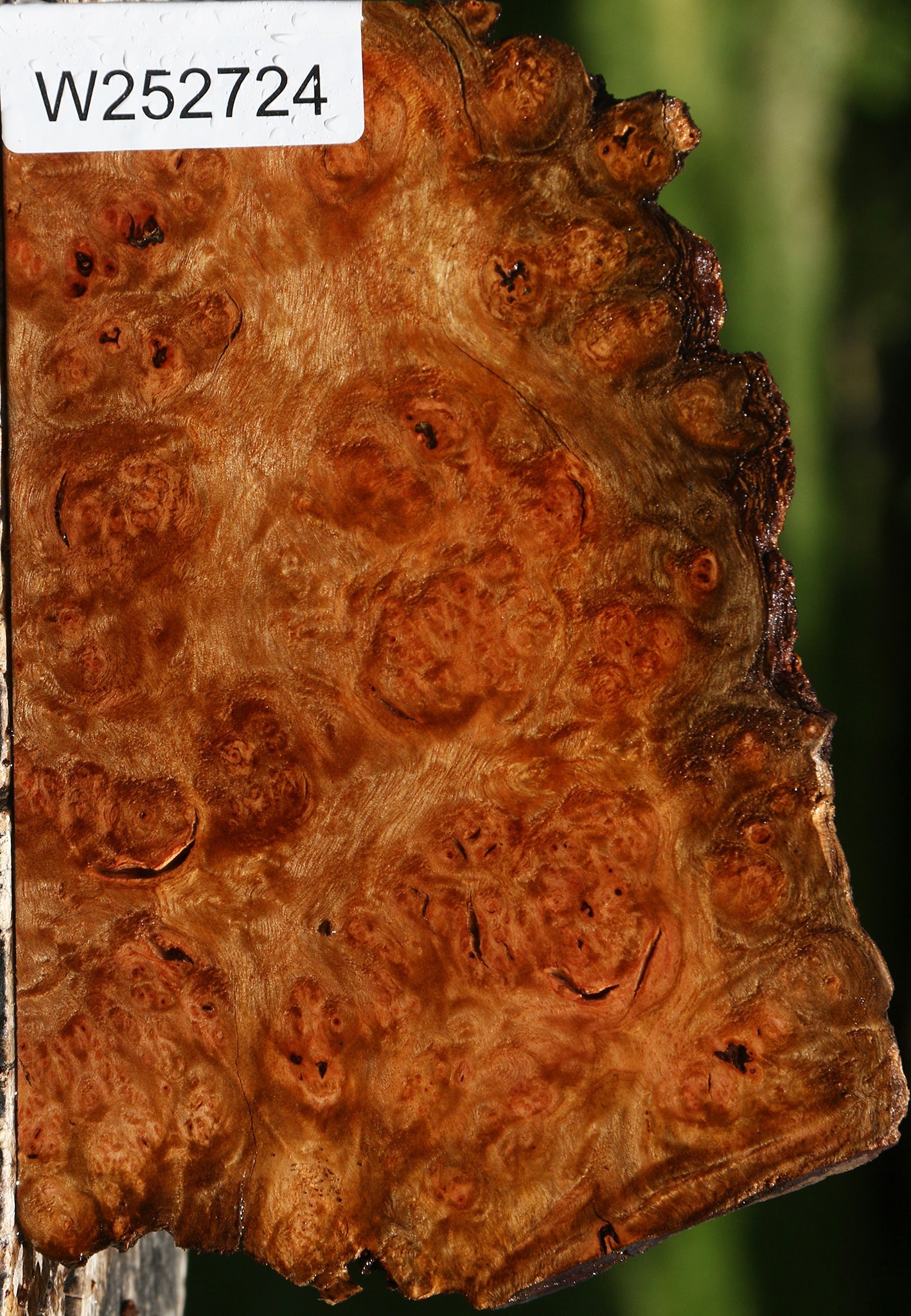 Camphor Burl Live Edge Lumber