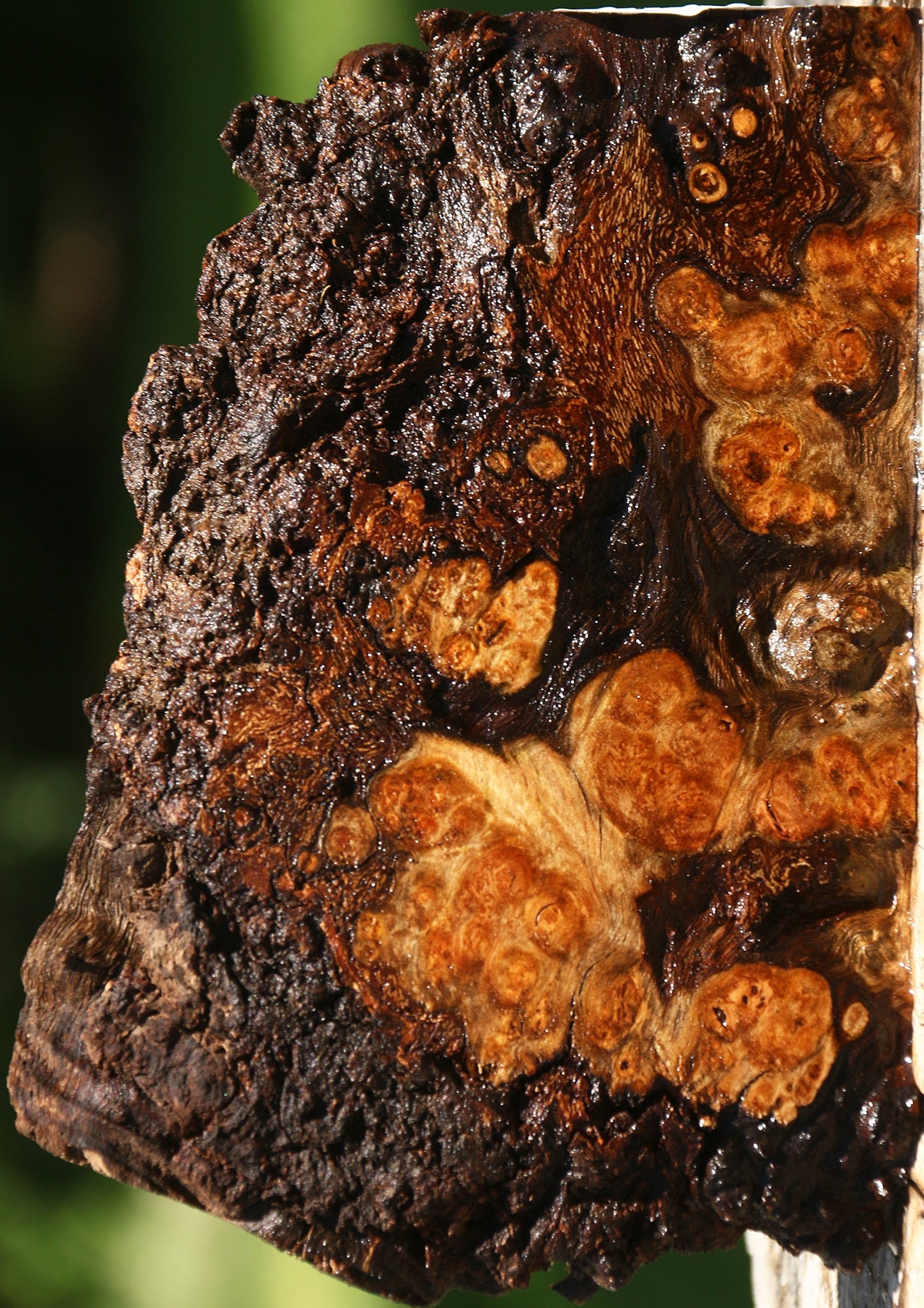 Camphor Burl Live Edge Lumber