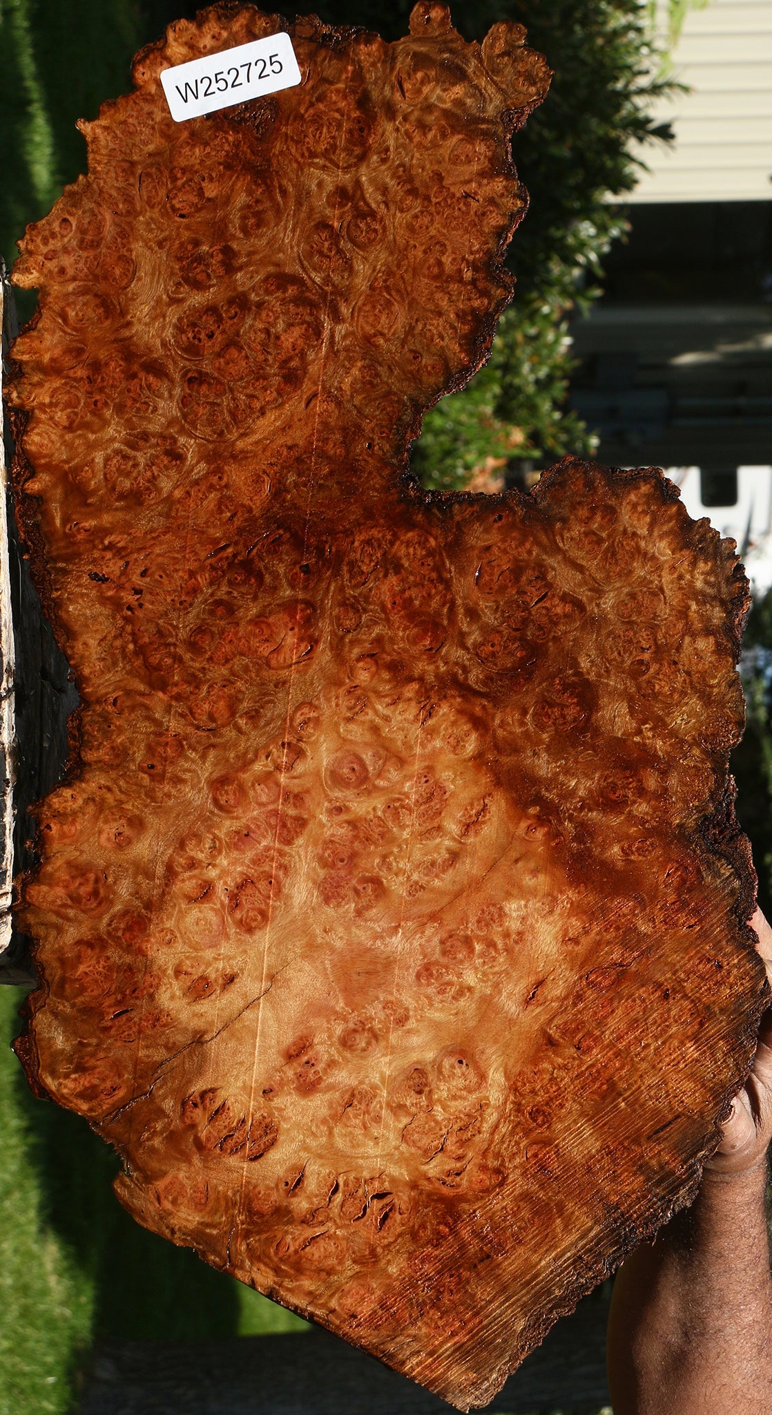 Figured Camphor Burl Live Edge Lumber