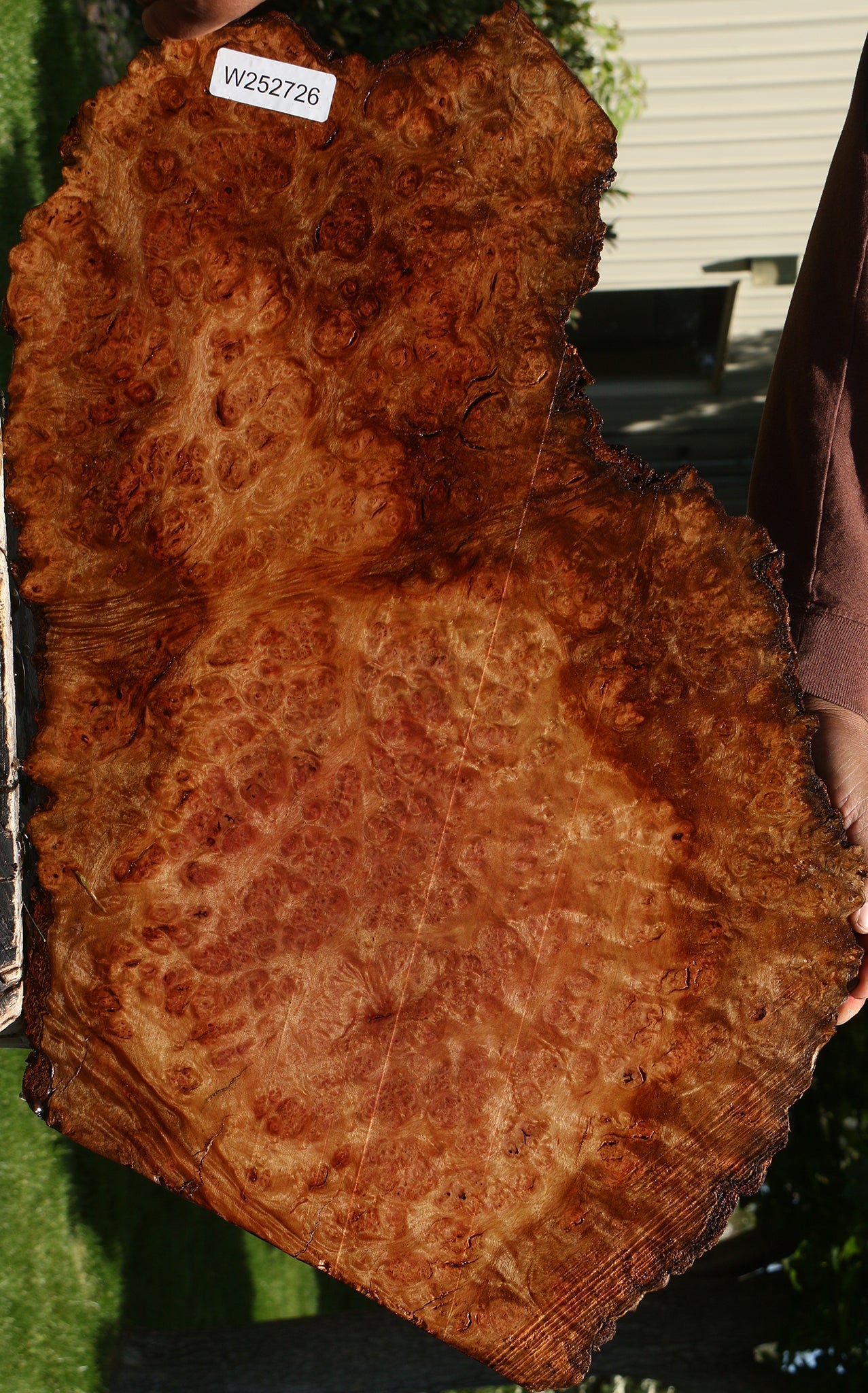 Camphor Burl Live Edge Lumber