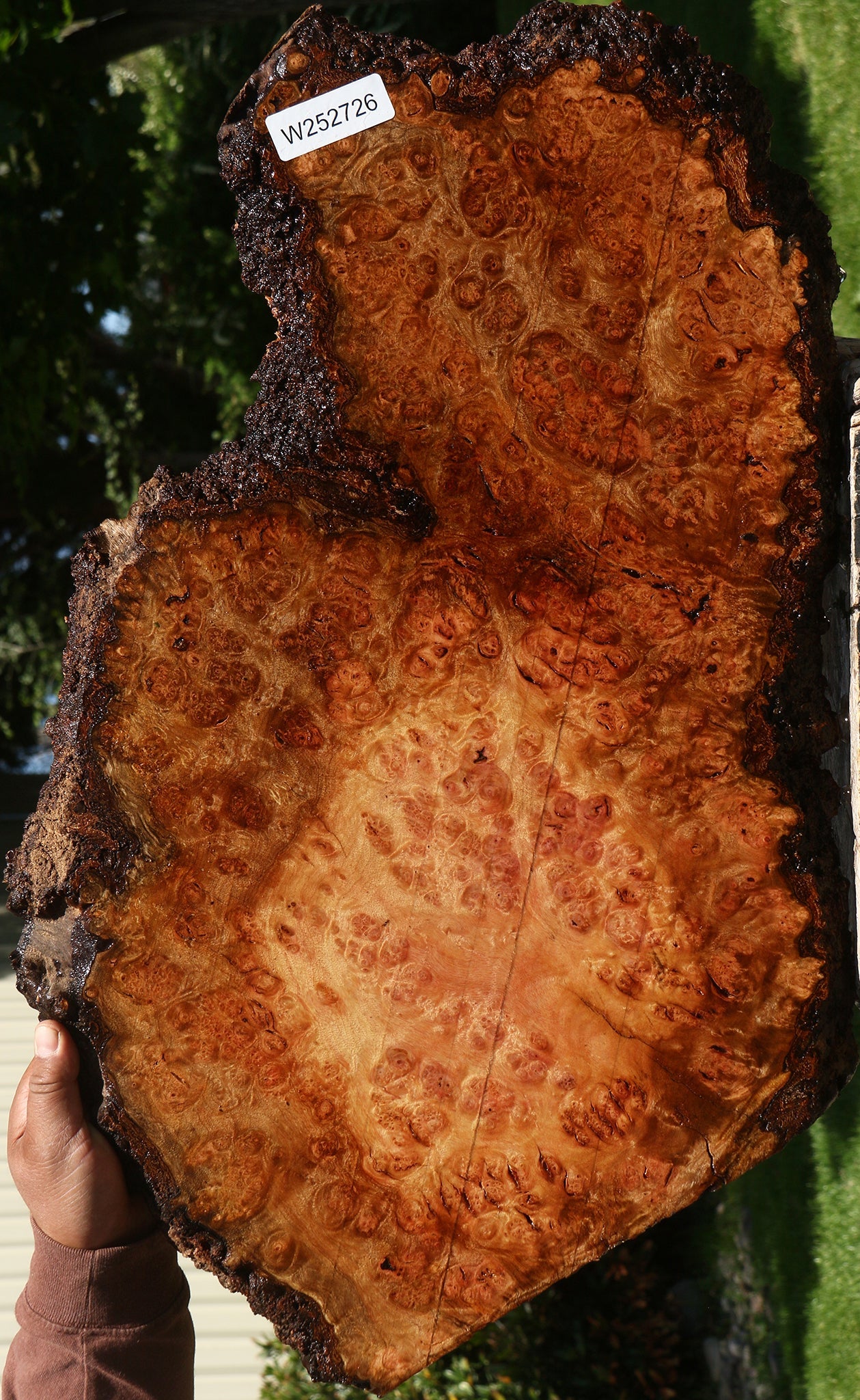Camphor Burl Live Edge Lumber