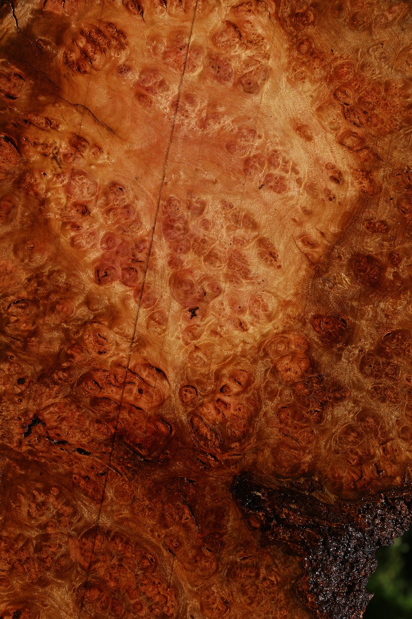 Camphor Burl Live Edge Lumber