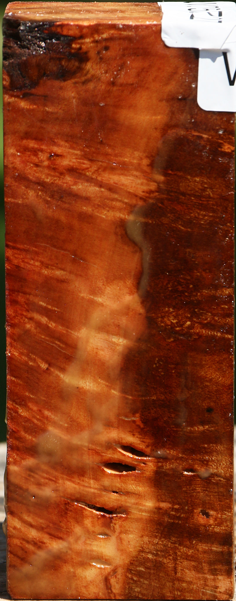 Camphor Burl Turning Blank
