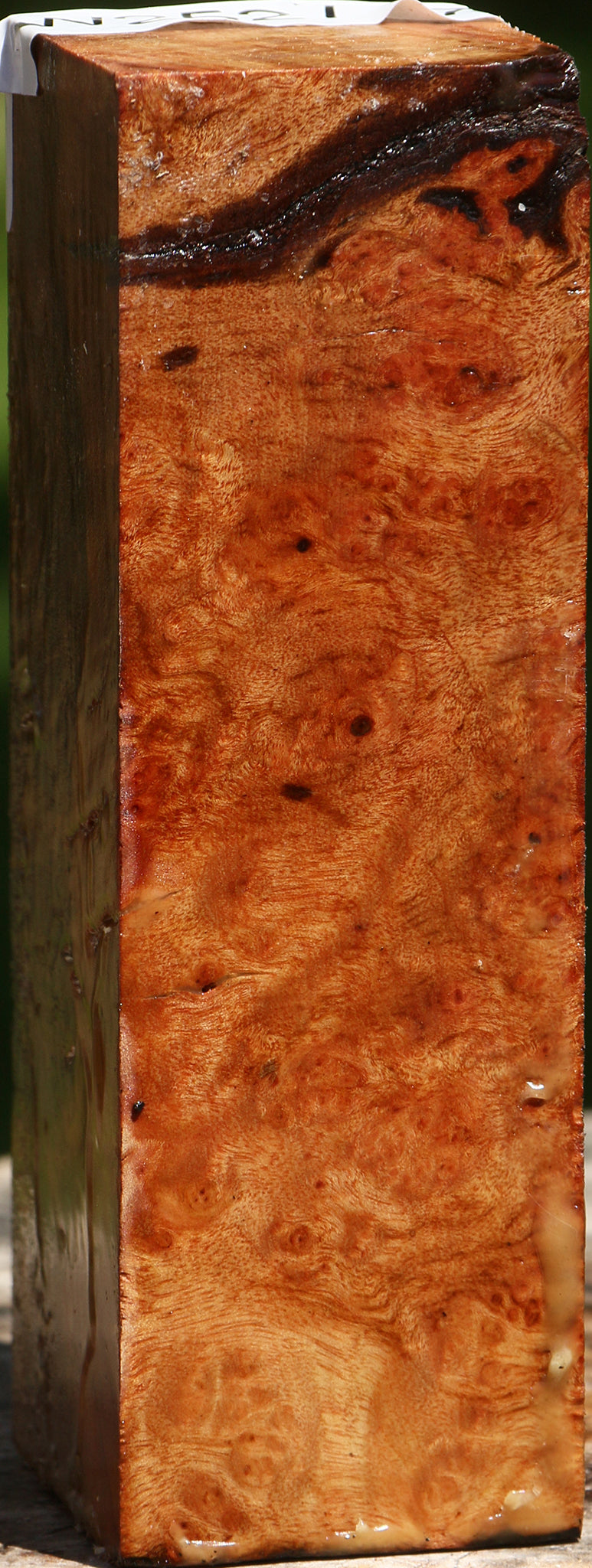Camphor Burl Turning Blank