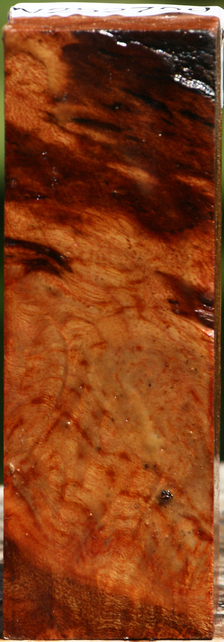 Camphor Burl Turning Blank