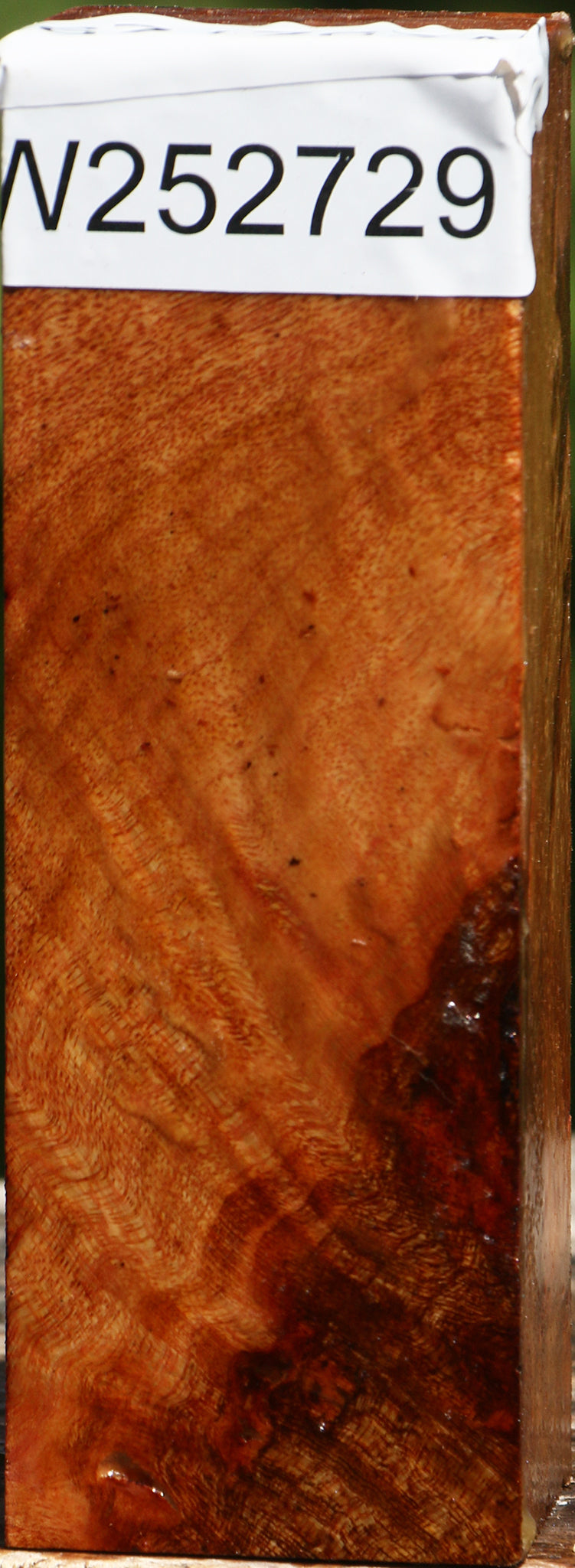 Camphor Burl Turning Blank